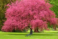 Plant a memorial tree near me