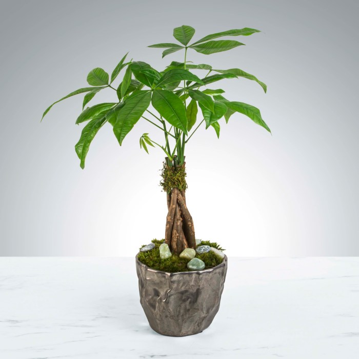 What is money plant tree