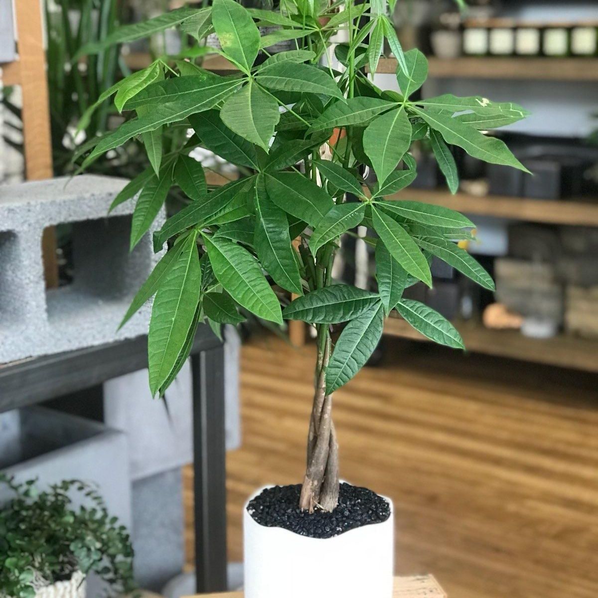 Caring for money tree plant