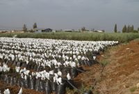 Plant olive trees in palestine