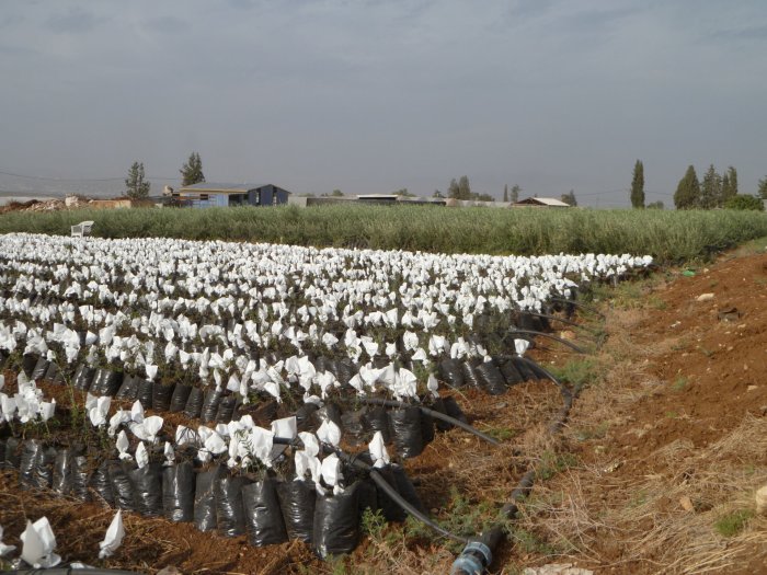 Plant olive trees in palestine