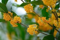 Osmanthus fragrans flowering plant seeds