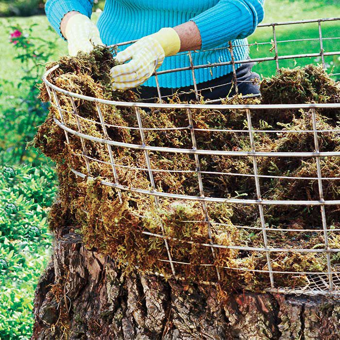 Tree garden stump ideas planter yard planters do decor fall plants log beautiful projects flowers make choose board can gardens