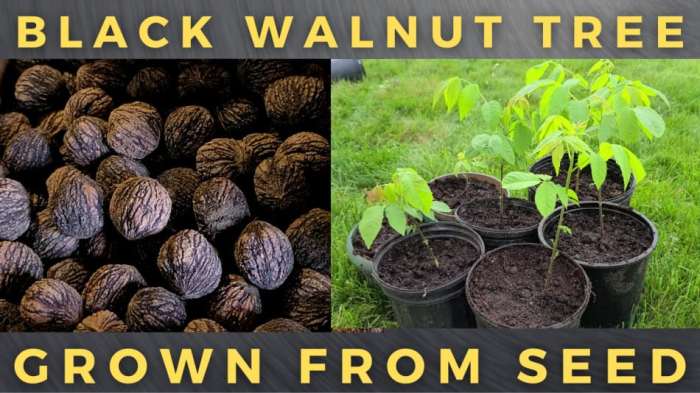 Plant walnut tree from seed