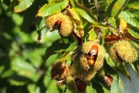 How to plant chestnut tree