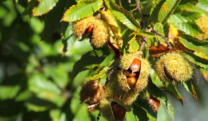 How to plant chestnut tree