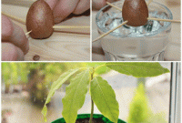 How can i plant an avocado seed