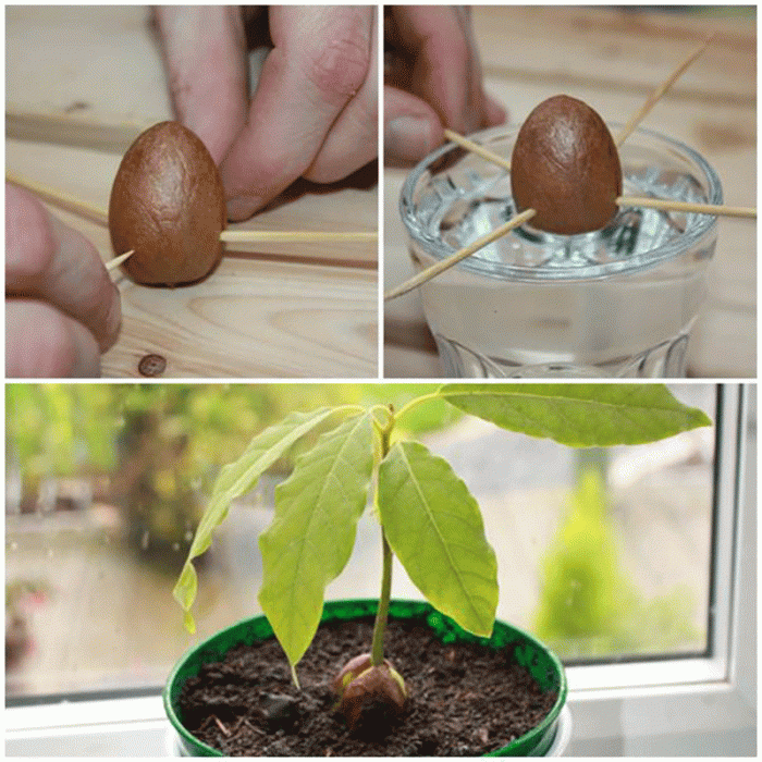 How can i plant an avocado seed