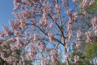 Best trees to plant in arkansas