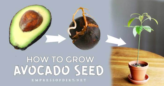 Avocado broadside tips