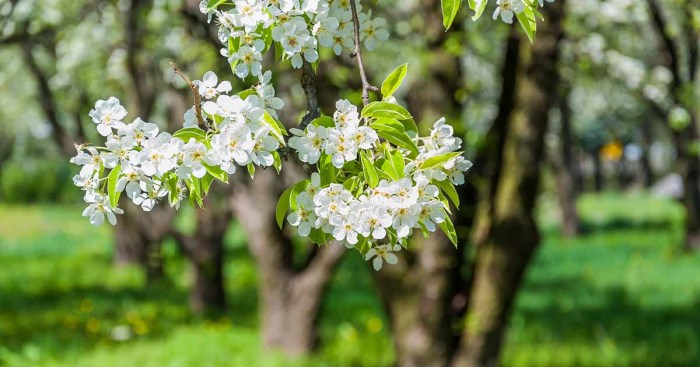 When can i plant fruit trees