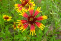 Oklahoma flower seeds to plant in fall