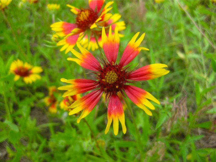 Oklahoma flower seeds to plant in fall