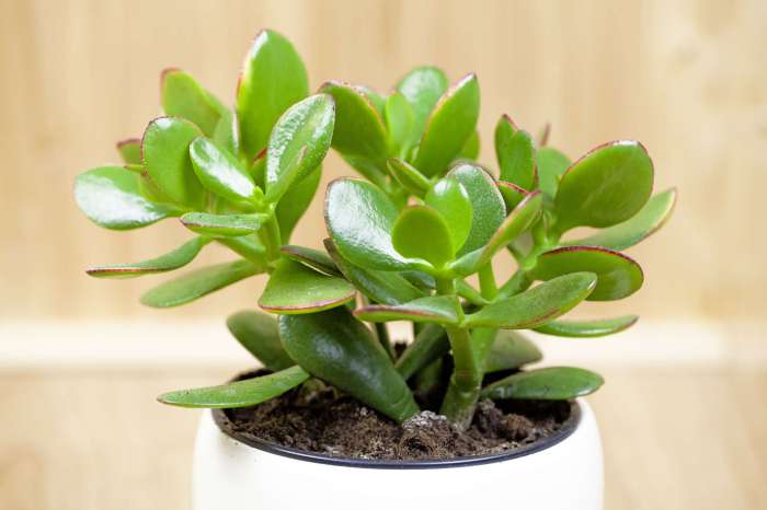 Money tree plant images