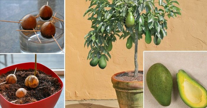 How can i plant an avocado seed