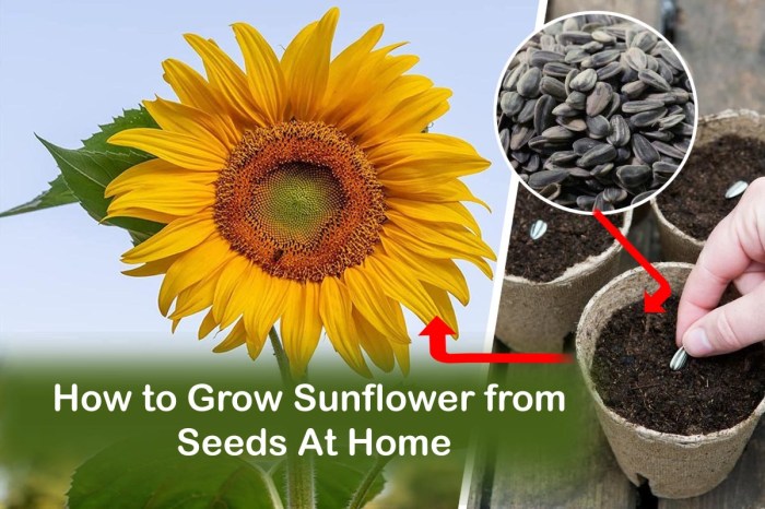 Sunflower seeds to plant