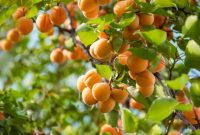 How to plant a apricot tree