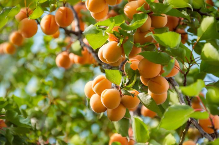 How to plant a apricot tree