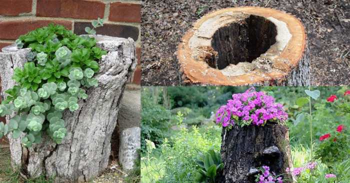 Plant in tree stump