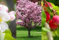 How far apart to plant crabapple trees