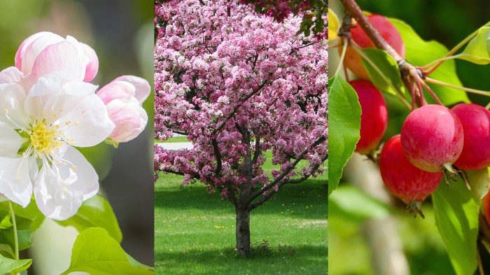 How far apart to plant crabapple trees