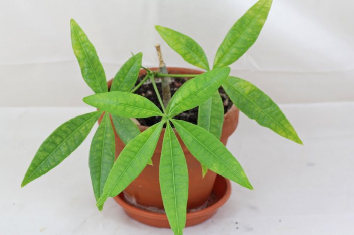 How to propagate a money tree plant