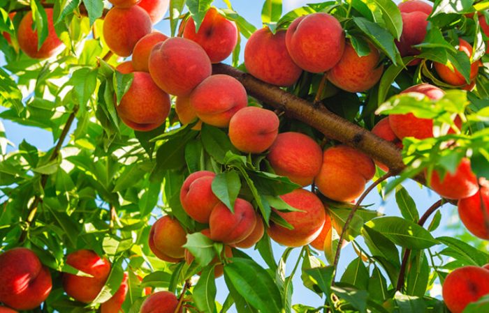 When to plant peach tree seeds