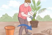 How to plant date seeds