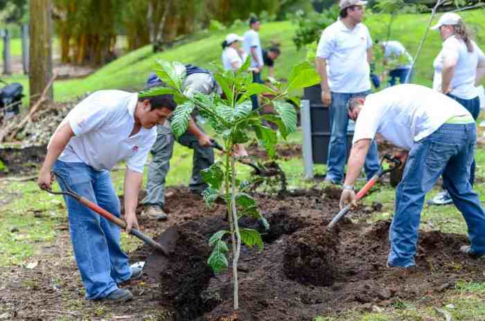 Why is it important to plant trees