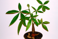 How to propagate a money tree plant