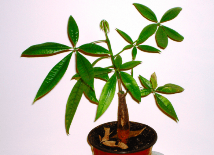 How to propagate a money tree plant