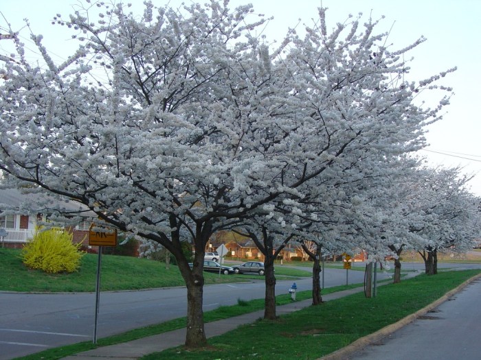 Yoshino prunus yedoensis flowering kwanzan thetutuguru