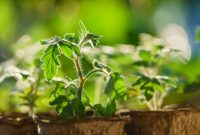 Grow a tomato plant from seed