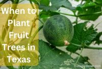 When to plant fruit trees in texas