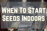 When to plant indoor seeds