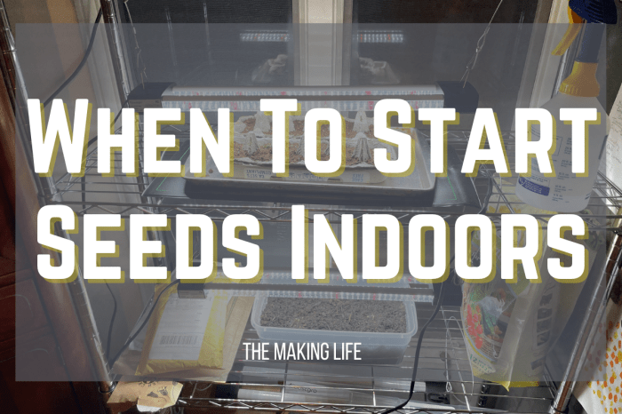 When to plant indoor seeds