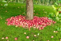 Where to plant apple tree