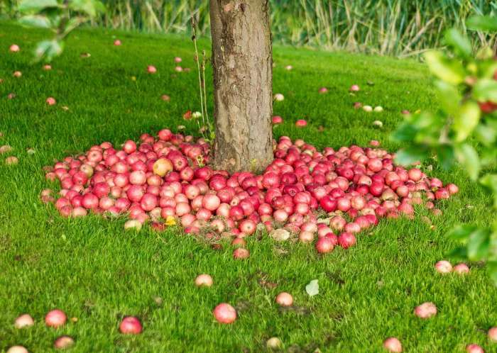 Where to plant apple tree