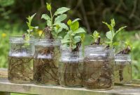 How to plant apple trees from cuttings