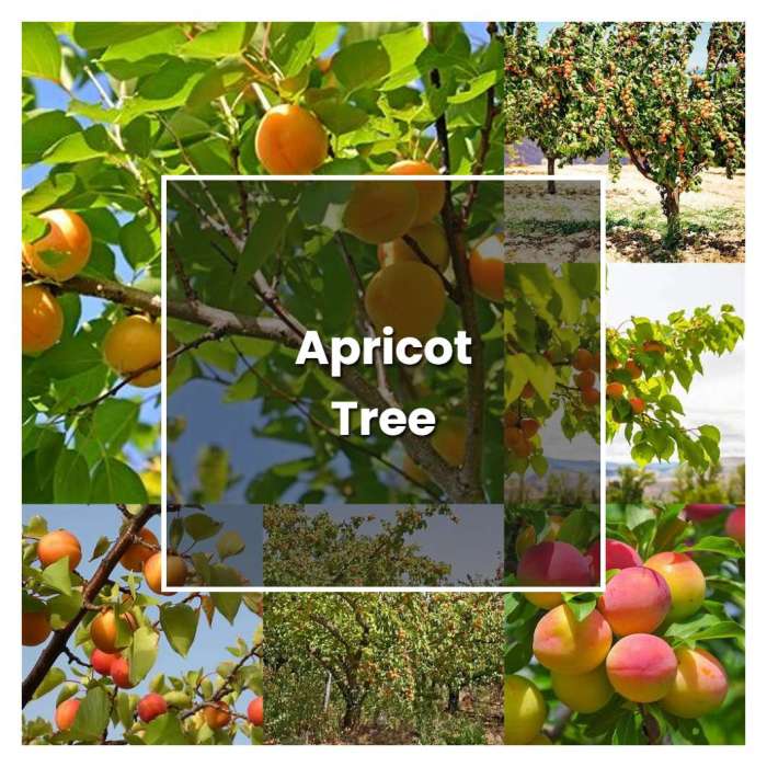 How to plant a apricot tree