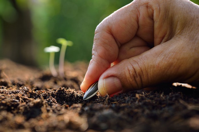 Sunflower seeds to plant