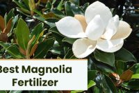 Plant food for magnolia trees