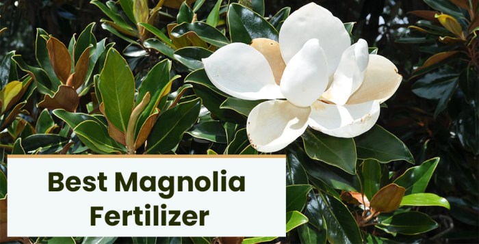 Plant food for magnolia trees