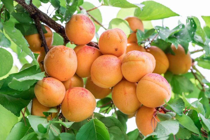 Apricot tree grow seed