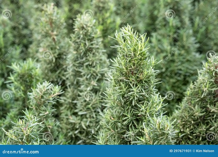 Christmas tree shaped rosemary plant