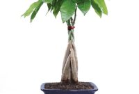 What is money plant tree