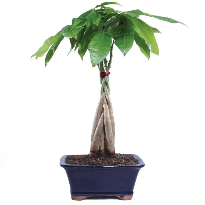 What is money plant tree