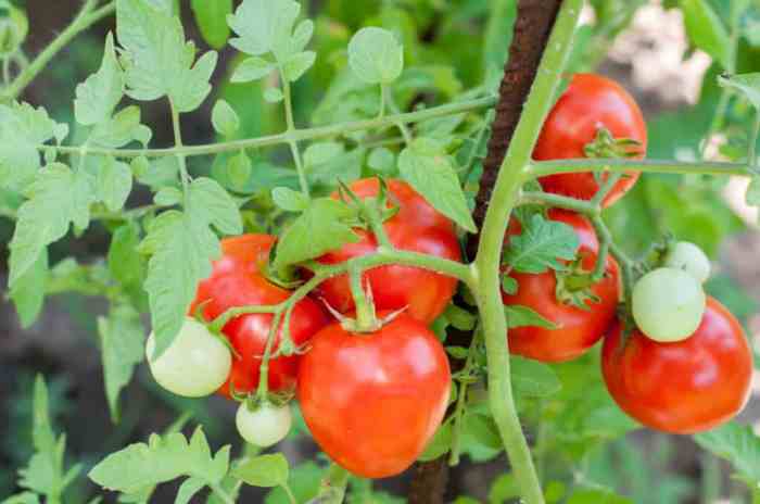 Grow a tomato plant from seed