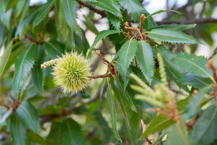 How to plant chestnut tree