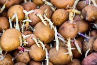 Potatoes planting garden potato plant guide growing soil seed spuds before super nz palmers crop beginner